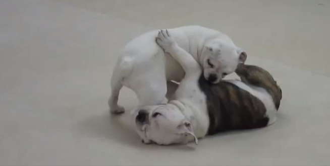 Adorable English Bulldog Puppies Are Training To Be Wrestlers!
