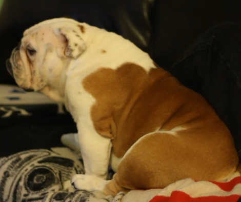 Can You Guess Why This English Bulldog Pup Looks Annoyed?!