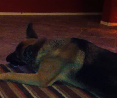 Can You Guess What This German Shepherd Is Eating?