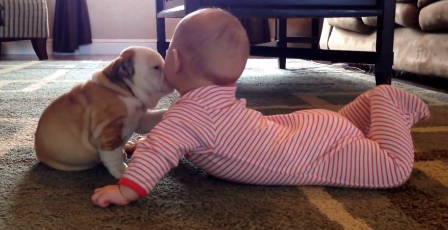 Adorable English Bulldog Pup Just Can't Stop Kissing The Baby!