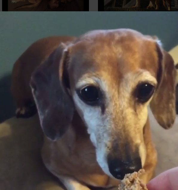 Daisy The Dachshund Pup's Puppy Eyes Will Make You Treat Her!