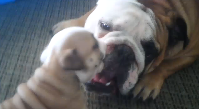 English Bulldog Puppy Learning From His Kind How To Be Tough!