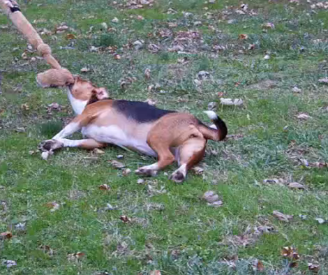 Lazy Beagle Pup Decides She Doesn't Want To Walk Anymore!