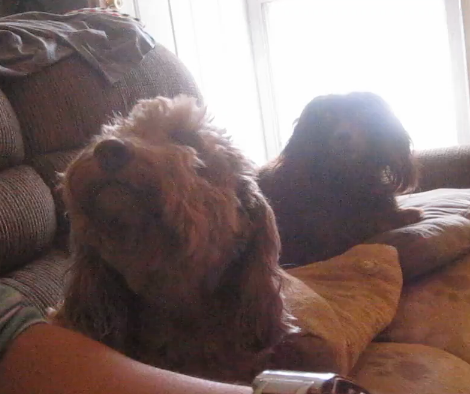 Can You Guess What This Dachshund Pup Is Asking For?