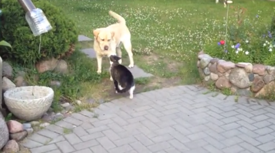 What This Labrador Does In The End Will Make You Laugh Out Loud! #TakeThat!