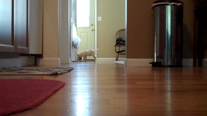 He Was Playing Fetch With His Labrador, But Watch What the Puppy Brings Back!