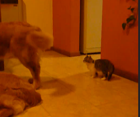 Adorable Golden Retriever Makes Kitten Lose Her Mind!