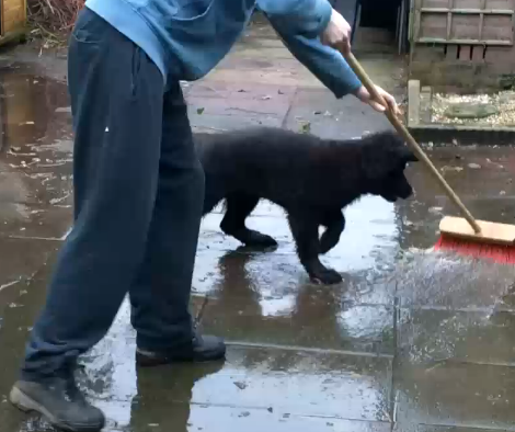 Adorable German Shepherd Doesn't Like The Broom...At All!