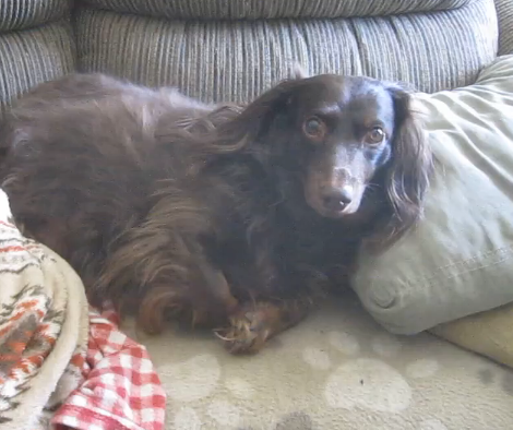 Adorable Dachshund Pup Won't Budge From His Daddy's Spot!