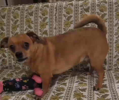 Super Cute Dachshund Mix Pup Shows The World Her Toy Love!
