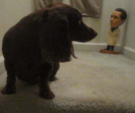Adorable Dachshund Pup Runs Upstairs Because Of THIS!