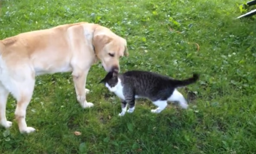 This Cat Came To The Labrador For Some Loving, But Then She Changed Her Mind!
