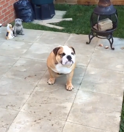 Buddy The English Bulldog's Slo-Mo Treat Catch Is Epic!