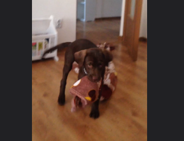 Adorable Labrador Loves Her Blanky So Much She Brought It Over For Lunch!