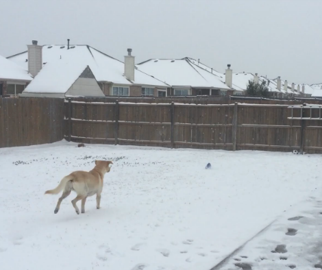 Adorable Labrador Pup Plays Fetch In The Snow!
