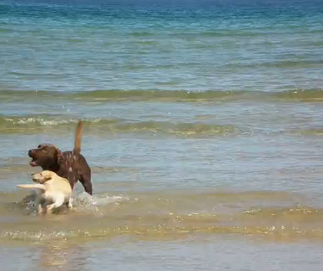 Two Adorable Labrador Pups Went To The Beach And Had The TIME Of Their Lives!