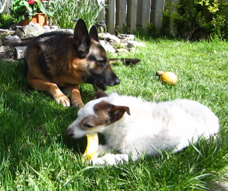 German Shepherd Spends The Day With His Best Friend!