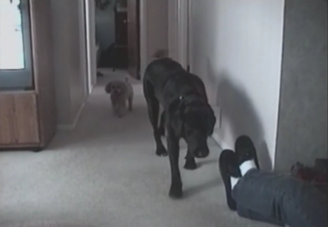 Mighty Labrador And Adorable Poodle Will Show You How Teamwork Really Works!