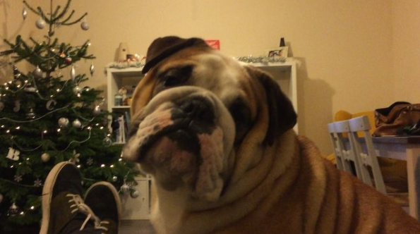 Daddy Asked His English Bulldog If He Wants To Go Walkies...Reaction? EPIC!