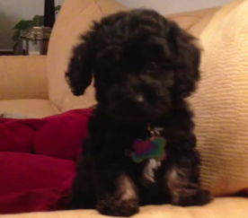 Poo The Puppy Chirps Like A Bird! This Is So Cute!