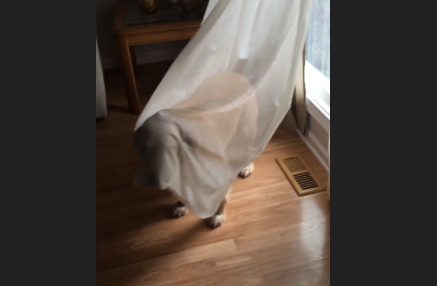 It's Not Halloween But This Golden Retriever Is Pretending To Be Invisible!