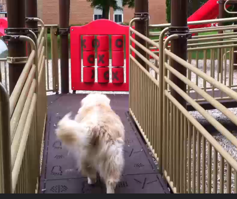This Golden Retriever Discovered A Playground! His reaction? PRICELESS!