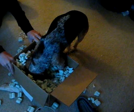 Can You Guess What This Beagle Pup Is Doing In The Box?