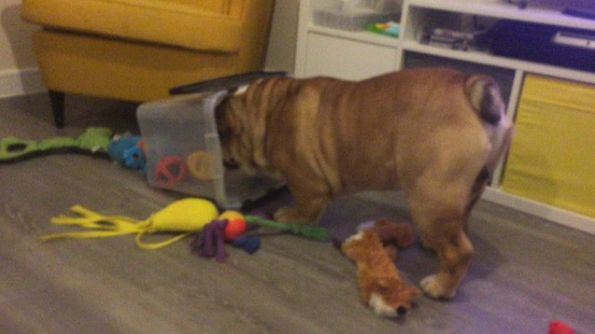 Frustrated English Bulldog Pup Can't Get All His Toys Out!