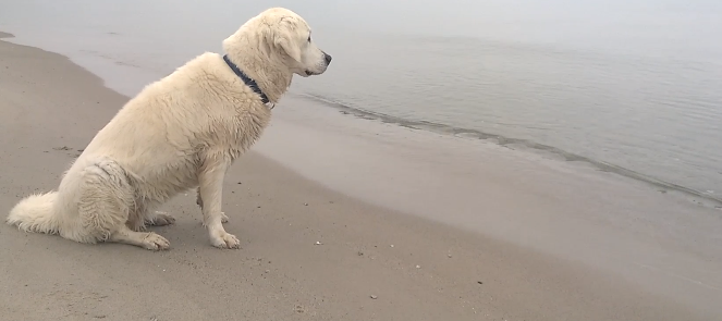 Golden Retriever Pup Talks To The Sea In Words You'll Never Understand!