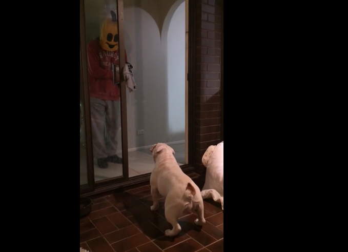 Lady The English Bulldog Doesn't Like This Banana Head!