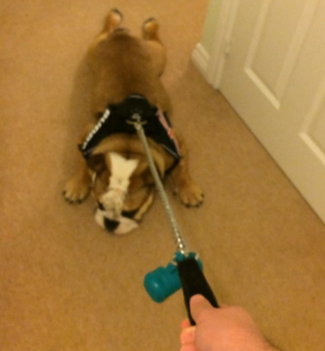 Adorable English Bulldog Just Doesn't Want To Walk Today!