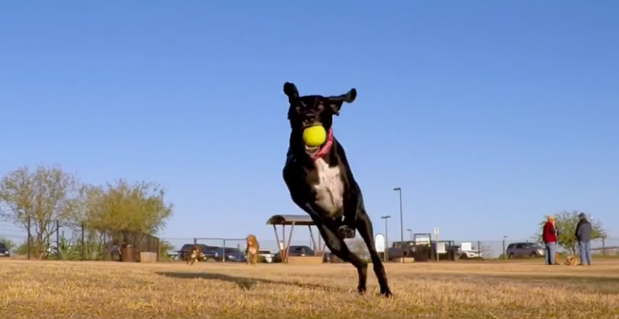 Lola The German Short Haired Pointer Shows You What It's Like To Chase In Slo-Mo!