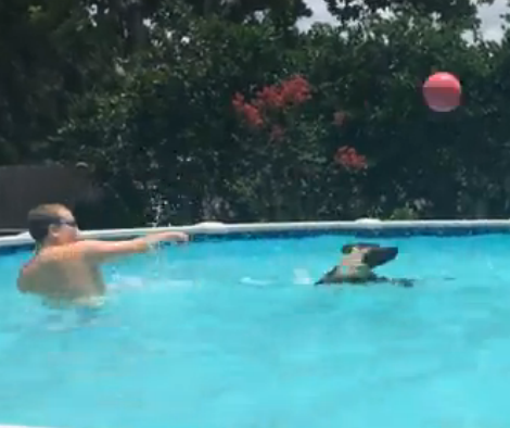 Adorable German Shepherd Plays Monkey In The Middle...In The Pool!