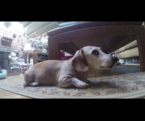Cute Dachshund Pup Doesn't Like The Camera Too Much!
