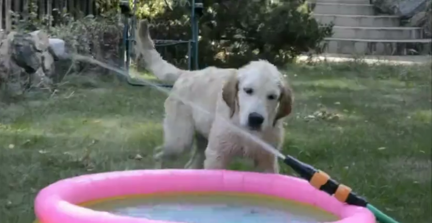 Adorable Golden Retriever Tries To Bite Water And Gets Wet In The Process!