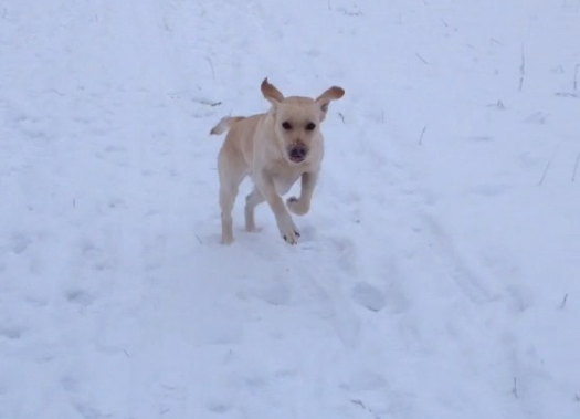 Adorable Labrador Enjoys Winter With Tons Of Snow!