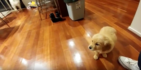 This Golden Retriever Is About To Go Home. But Watch Where He's Going.