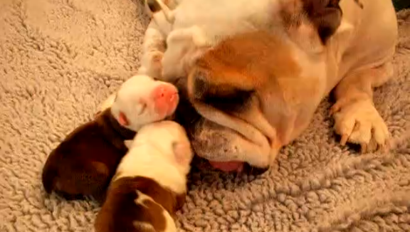 Mommy English Bulldog Licks Her Babies And Its Beautiful!