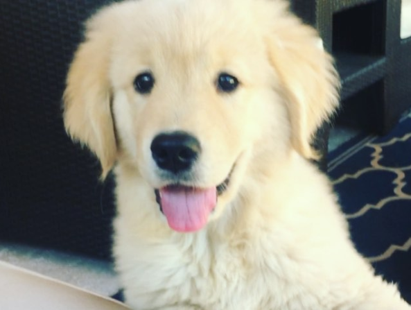 What Does A Happy Golden Retriever Look Like?
