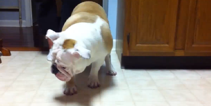 Stella The English Bulldog Trying To Lick A Spot On The Floor!