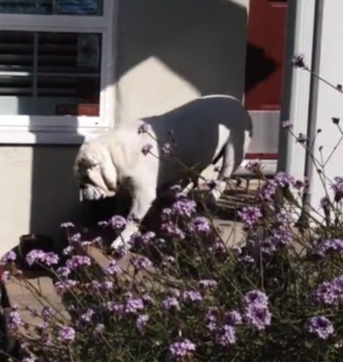 Adorable English Bulldog Shows His Human He's Ready For His Ride!