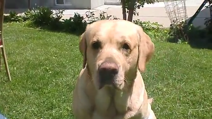 What This Cute Retriever Is About To Bring For His Person Will Drop Your Jaw!