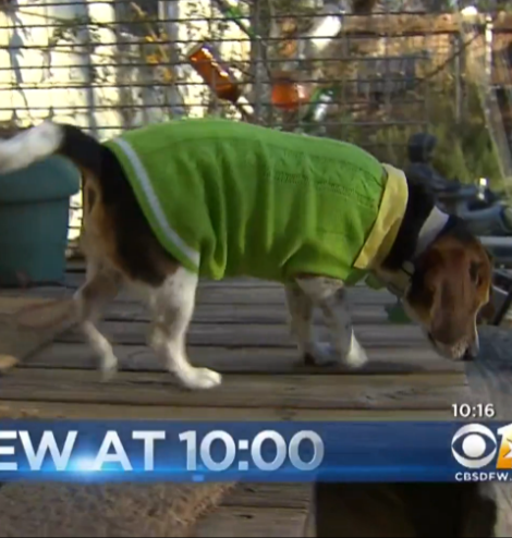Abandoned Blind Beagle Pup Feels True Love For The First Time...