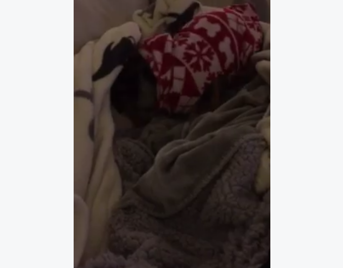 Adorable Dachshund Takes Forever To Get Comfy In Bed!