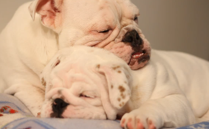 English Bulldog Pups Snuggling With Each Other Is The Best Thing Ever!