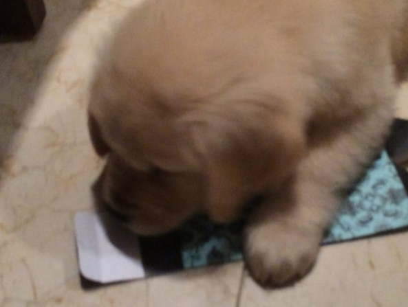 Fluffy Golden Retriever Discovers The Magic Of Boxes!