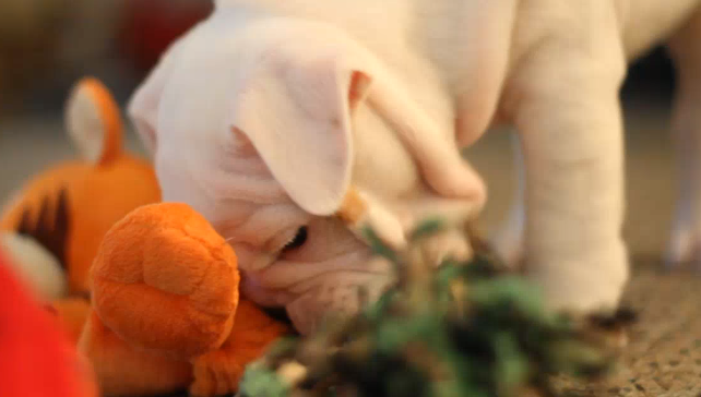 English Bulldog Puppy Learning To Play For The First Time Ever!