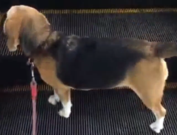 Chapi The Beagle Is The Boss Of Escalators!