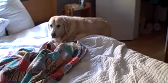 Adorable Labrador Is In This Position For A Very Hilarious Reason!