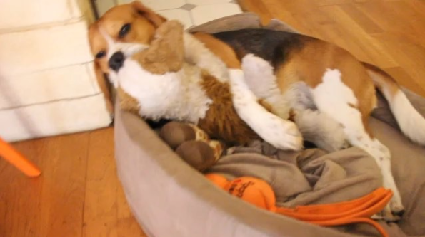 MJ The Beagle Falls In Love With...His Teddy Bear...
